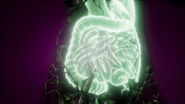 Human Body with Visible Digestive System alt