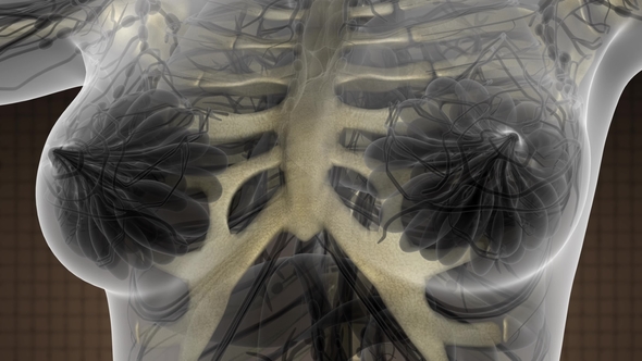 Human Body with Visible Skeletal Bones alt