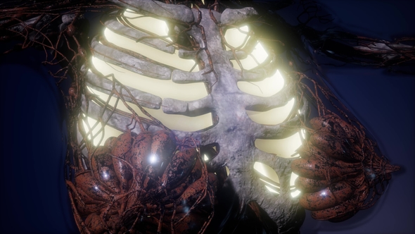 Human Body with Visible Lungs alt
