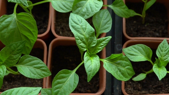 Seedlings of Pepper in Sowing Boxes.