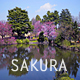 Sakura Park - VideoHive Item for Sale