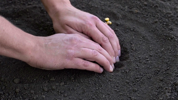 Male Hand Planting