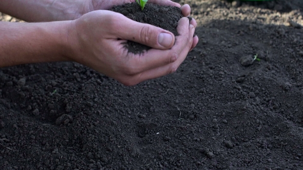 Man's Hands Planting the Seedlings into the Soil