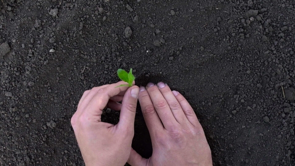 Male Hand Planting