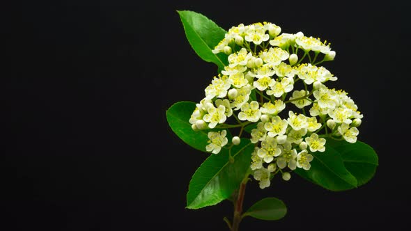 White Flowers Blossoming