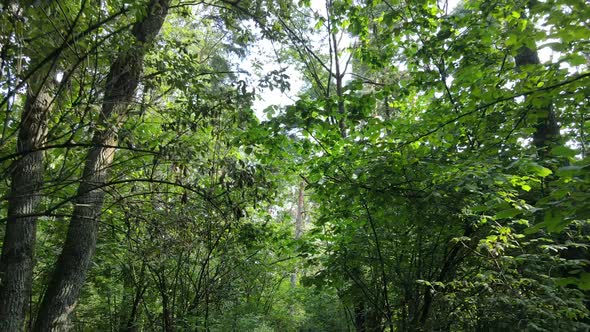 Forest with Trees on a Summer Day Slow Motion