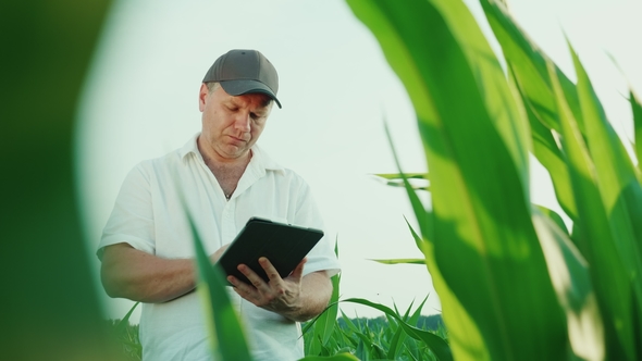 Serious Middle-aged Farmer Working on a Field of Corn. Uses a Digital Tablet, a Bottom View