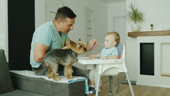 A Young Caucasian Father Is Feeding His Son From a Spoon at Home. Nearby Their Funny Dog Asks To Eat