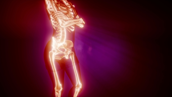 Human Bones Radiographic Scan alt