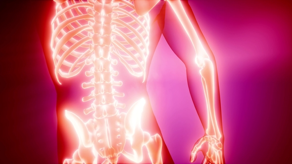 Human Bones Radiographic Scan alt