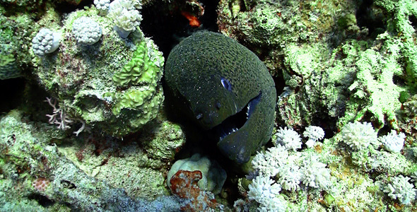 Murena In Coral Reefs