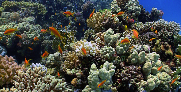 Red Fish On Coral Reef