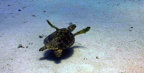 Turtle Swimming In Coral Reef