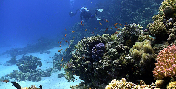 Red Fish On Coral Reef