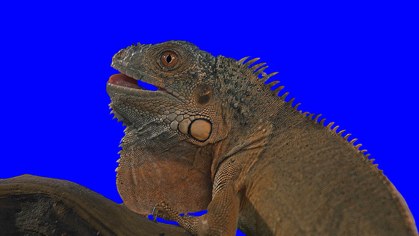 Keying Iguana Iguana