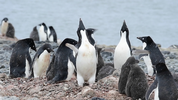 Adelie Penguin with Chicks