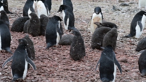 Adelie Penguin with Chicks