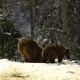 Brown Bears in the Winter Forest. Two Bears Eat in the Snow. Mom and Her Cub - VideoHive Item for Sale