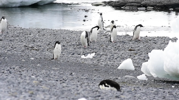 Adelie Penguin Walk on the Beach