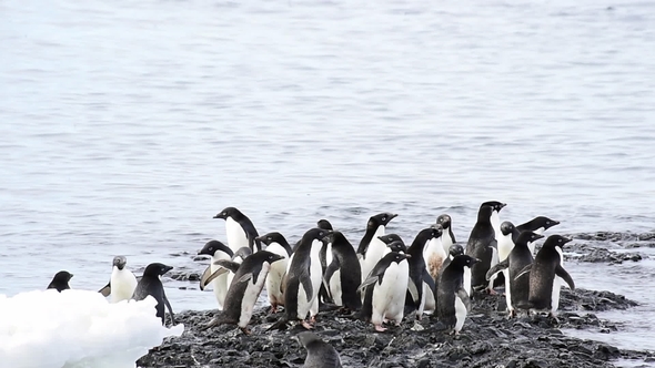 Adelie Penguin Walk on the Beach