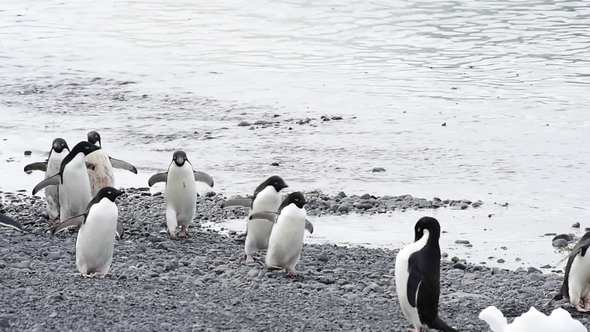 Adelie Penguin Walk on the Beach