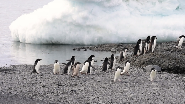 Adelie Penguin Walk on the Beach