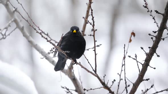 Black Bird on the Tree Branch at City Park