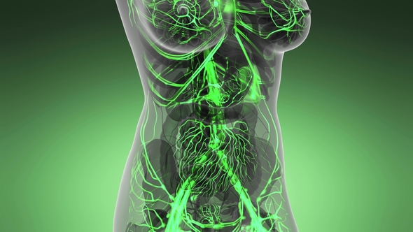 Human Body with Glow Blood Vessels alt