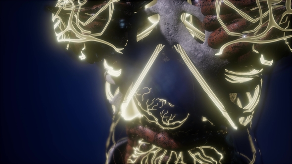 Human Body with Glow Blood Vessels alt