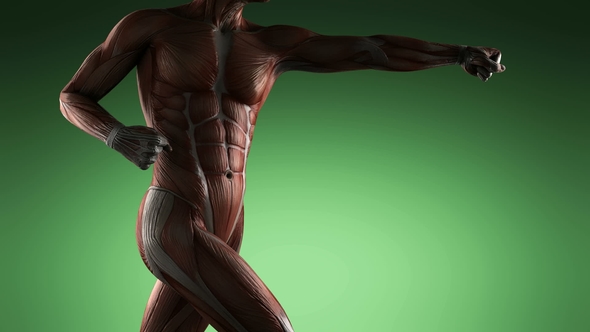 Human Muscle Anatomy alt