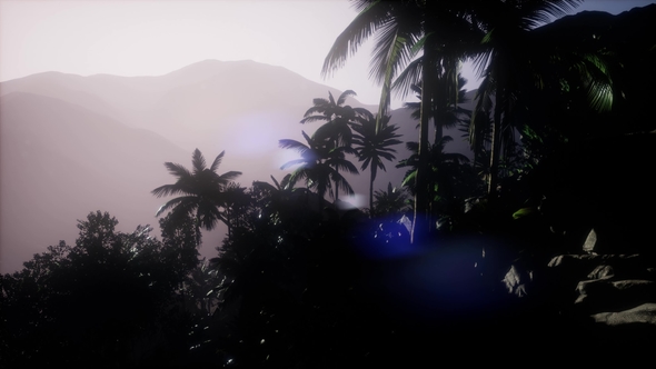 Sunset Beams Through Palm Trees alt