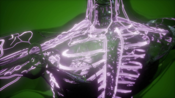 Human Body with Glow Blood Vessels alt