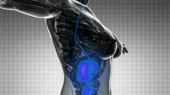 Human Body with Visible Digestive System alt