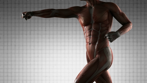 Human Muscle Anatomy alt
