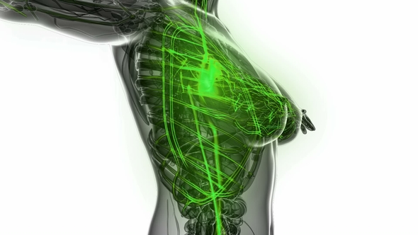 Human Body with Glow Blood Vessels alt