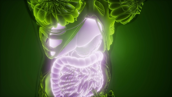 Human Body with Visible Digestive System alt