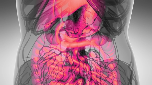 Human Body with Visible Digestive System alt