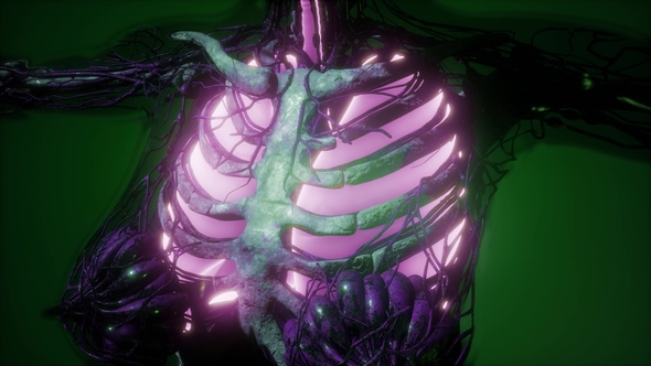 Human Body with Visible Lungs alt