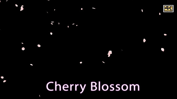 Cherry Blossom