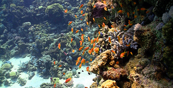 Red Fish On Coral Reef