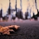 Yellow Leaves Lie on the Pavement and the Silhouette of a Man Moving Into the Distance - VideoHive Item for Sale