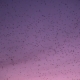 Swarm of Mosquitoes Buzzing in Nature at Sunset Summer Sky. - VideoHive Item for Sale