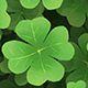 Clover Leaf Background - VideoHive Item for Sale