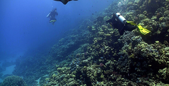 Group Of Divers Swims Over Coral Reefs
