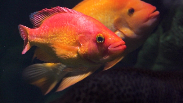 Colorful Bright Orange Red Fish Floating Under Water in