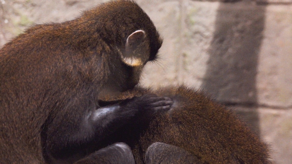 Macaque Assisting Other Monkey To Clean Fleas From Fur. Amazing Animal Behavior 