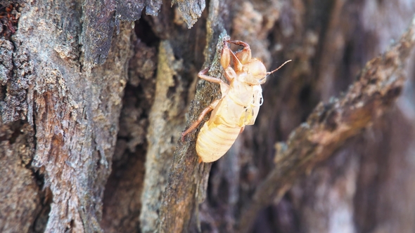 Empty Cicada Shell on Tree Trunk