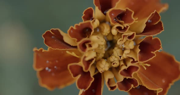 Red Tagete Petals Macro