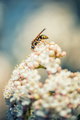 Wasp on flowers - PhotoDune Item for Sale