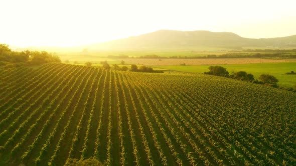 Aerial Drone Shot of Sunny Wineyard at Sunrise